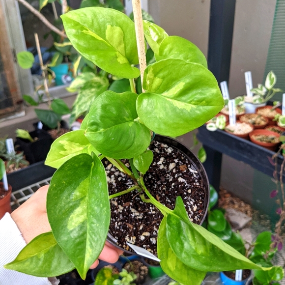 Global Green Pothos 4 Inch Live Rooted Plant - Picture 2 of 5